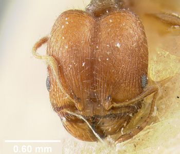 Media type: image;   Entomology 9128 Aspect: head frontal view